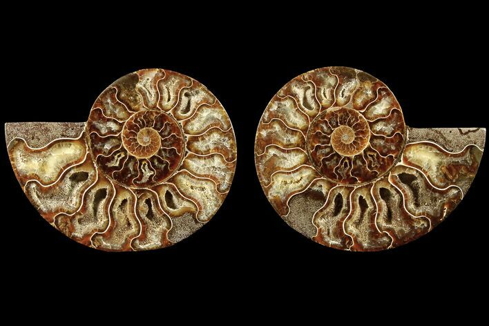 Cut & Polished, Agatized Ammonite Fossil - Madagascar #184132